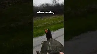 Picking up a SNAPPER 🐢