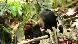 Sun Bear Diary | It&rsquo;s All Sun Bears Want for Christmas | BSBCC