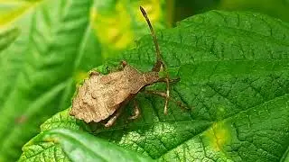 Краевик&nbsp;окаймлённый, или&nbsp;краевик&nbsp;щавелевый&nbsp;(Coreus&nbsp;marginatus)