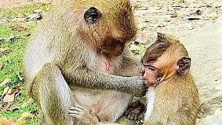 Very Sweet Monkey Jill very Warm Care Small Brutus JR, Mom Love Her Son So Much.