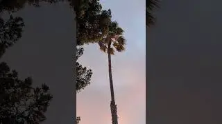 Sunset Palm