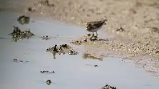 Least Sandpiper foraging