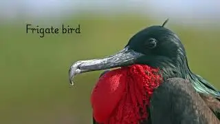 #nature Nature birds - Birds sleeping while flying....