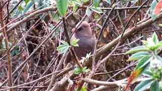 Great Parrotbill Singing - Paradoxornis aemodius