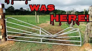 Tex’s Prison Break! #LonghornLester’s