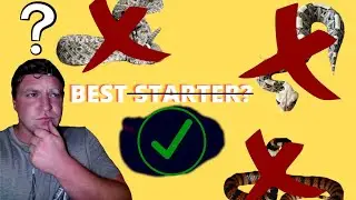 Whats the best venomous snake to start with ?