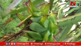 డ్రాగన్ ఫ్రూట్ సాగు విధానం: Dragon Fruit Farming Information Guide | Idhi Jeevitham | Ntv
