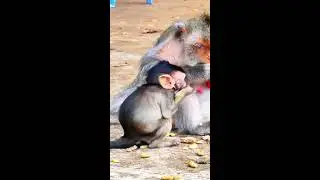 LIVE: Baby monkeys Adorable