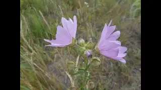 Althaea officinalis, Malva sylvestris, Malva neglecta, M. moschata, Linum perenne, L. catharticum