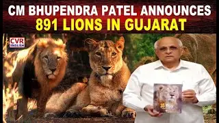 891 Lions in Gujarat: CM Bhupendra Patel announces | Lion Census |CVR English