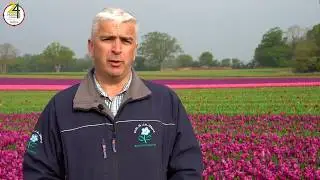 24 Hours in Farming 2019: Norfolk Tulips