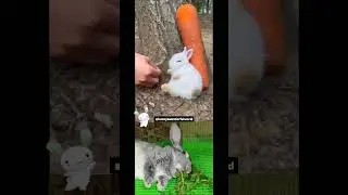 My Bunny's reaction 🤣🐇🐰 #shorts #ytshorts #bunny #rabbit #pets #animals #viral #trending #reaction