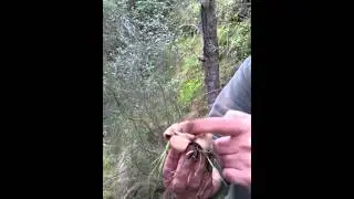 Geastrum