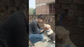Bonding 🥰💞 || Labra Snowy || #petshub #cute #puppy #dog #labrador #love #status #viralvideo