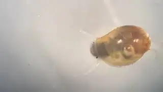 Bron-blaashoren (Physa fontinalis) (Common Bladder Snail)