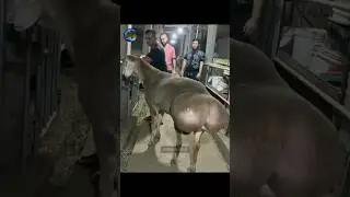 Hissar Fat-Tailed Ram &ndash; A Giant on Farm.                                   #рам