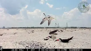 Crab Bank Seabird Sanctuary Nesting Season 2022 Highlights