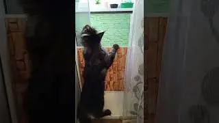 Спрятали всю рассаду 🤔 #мейнкун #Лео