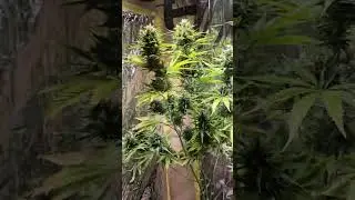 Ghost Train Haze Auto  #Cannabis #420 #Zamnesia #Hesi