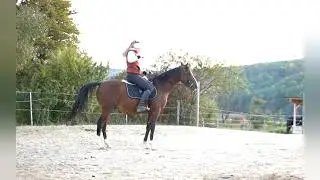 Amon aus Armigerent, Angloaraber, 2018