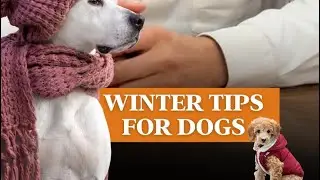 Winter Care Tips for Dogs 🐶 | Diet & Bath Guide Keep Dogs Warm: Winter Diet + Bath Hacks