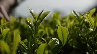 A Tea Leaf Growing! (Timelapse)