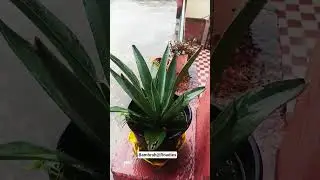 Insect Eating Plant #nature #love #song #barish #travel