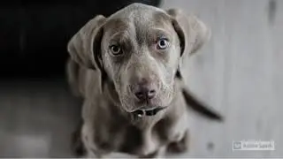 5 Cool & Rare Dog Breeds