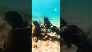 Pirate mermaid finds treasure