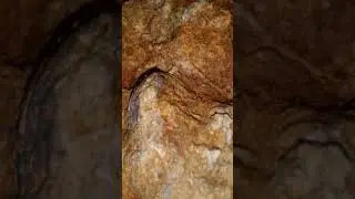 I found Paleozoic Period Tennessee Brachiopod