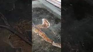Stripping fibre glass main roof