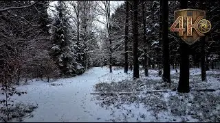 Ancient Medieval Trail (4K) | Timeless Winter Forest Walk &mdash; Medieval Mood Ambient