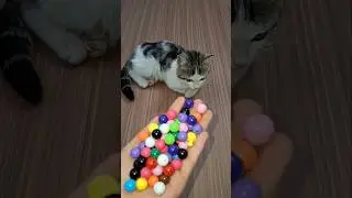 Cat Bella Beads 🌈🌸Reverse video#marblerunandmore #cat #reverse