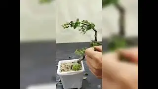 Garden Bonsai Wire #garden #wire