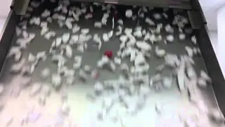 Satake FMS2000 Plastic Regrind Chute Separation (Slow-Mo)