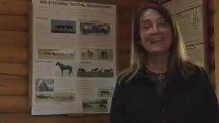Pryor Mountain Wild Mustang Center