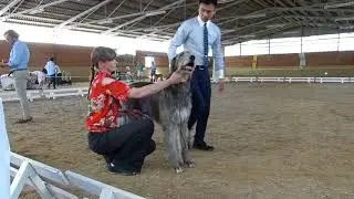 Jutta vom Alpetal  Irish Wolfhound M&ouml;nchengladbach