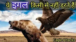 खौफ का दूसरा नाम है ये इगल  |  The best of Eagle attacks - most amazing moments of Eagles| Attacks|