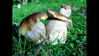 Funghi  rari