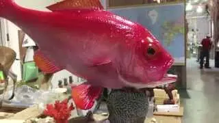 Toro Snapper - Gray Taxidermy Fishmounts, Fish reproducto