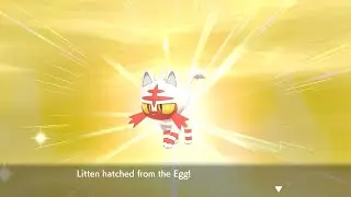 LIVE Shiny Litten (Masuda Method) after 683 Eggs!!!