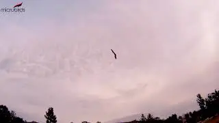 Fast Flying RC Wing Delta 4s setup Zoom Zoom Fast RC Plane