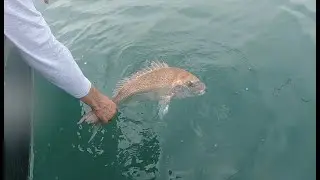 Fishing the Firth of Thames.