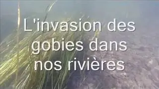 L'invasion des gobies dans nos rivi&egrave;res