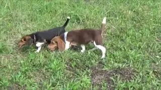 Training the pups for deer(2015)-VABeagleHunter
