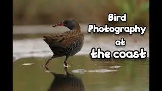 Bird photography at the Dutch coast | HBN Hide 10 | Water rail, redshank, greenshank & more