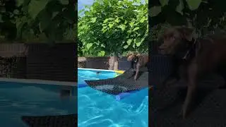 DIY Dog Pool Ramp