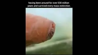 Tardigrades | Water bears | Micro animals | Most durable creatures on Earth | #shorts | Medium |