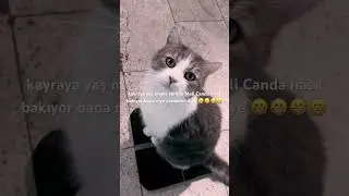 er will auch Nassfutter 😁😁😁 #cat #katze #funny #cute #cute #