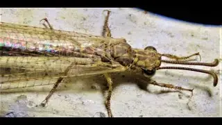 Myrmeleon formicarius   Greece  by  Theo